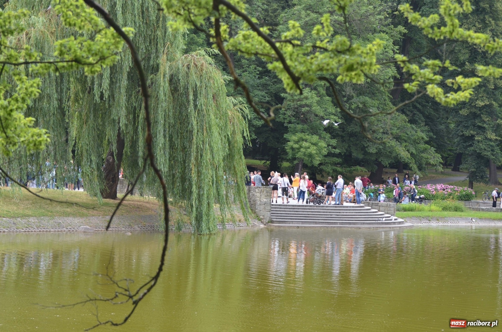 Zdjęcie w galerii na portalu naszraciborz.pl: Wakacyjne Latino Dance w parku m. Roth  wiadomości z regionu