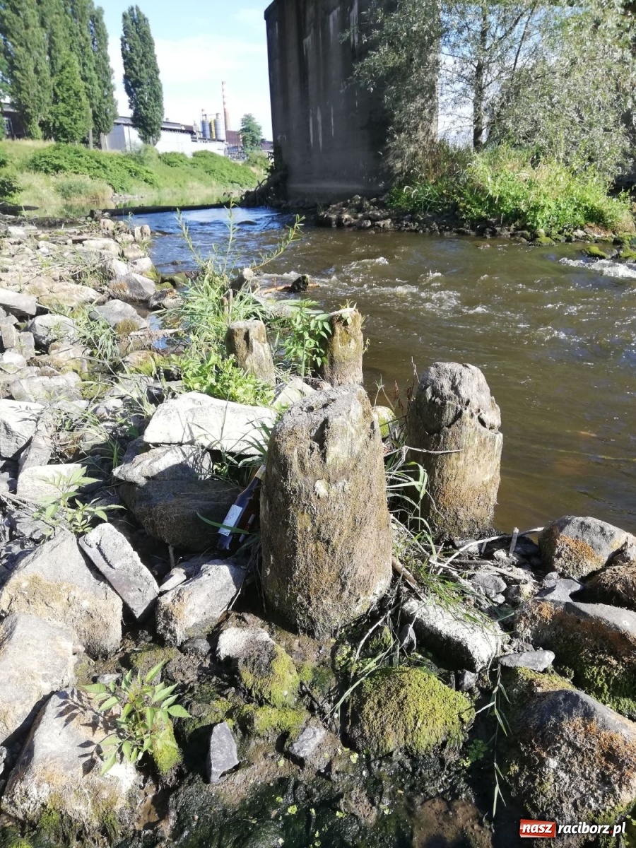 Zdjęcie w galerii na portalu naszraciborz.pl: Odra odsłania dno. Jakie skarby kryje rzeka? Czy znajdzie się tajemne przejście z zamku do klasztoru dominikanek? wiadomości z regionu