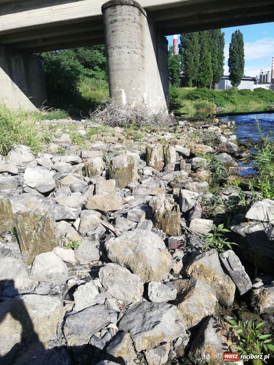 Zdjęcie w galerii na portalu naszraciborz.pl: Odra odsłania dno. Jakie skarby kryje rzeka? Czy znajdzie się tajemne przejście z zamku do klasztoru dominikanek? wiadomości z regionu
