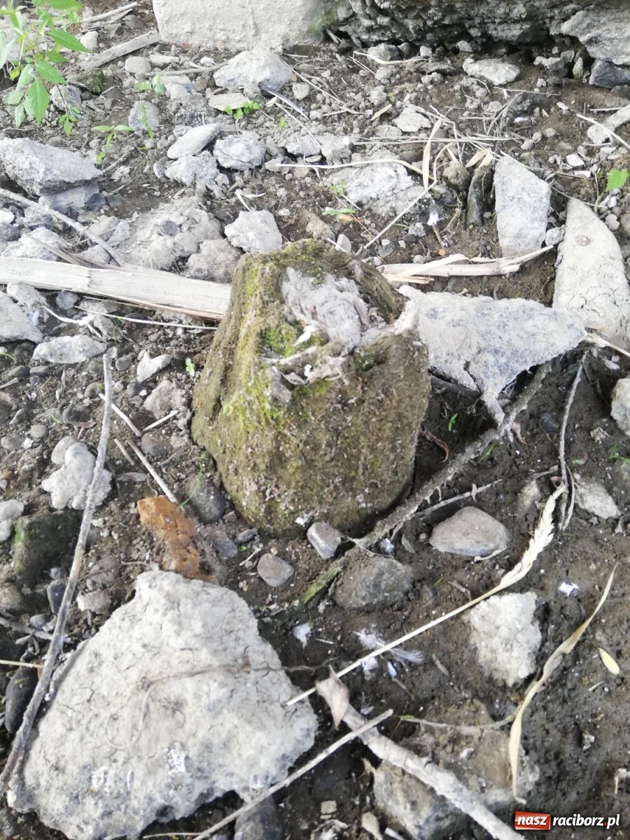 Zdjęcie w galerii na portalu naszraciborz.pl: Odra odsłania dno. Jakie skarby kryje rzeka? Czy znajdzie się tajemne przejście z zamku do klasztoru dominikanek? wiadomości z regionu