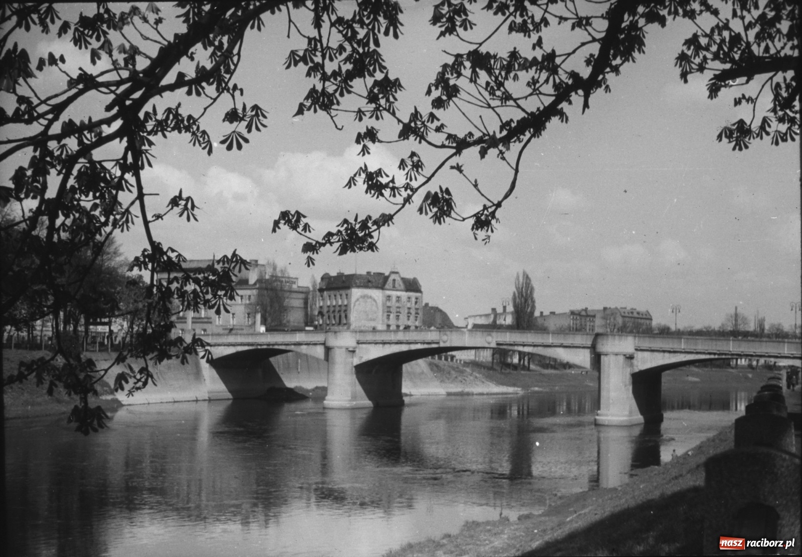 Zdjęcie w galerii na portalu naszraciborz.pl: Odra odsłania dno. Jakie skarby kryje rzeka? Czy znajdzie się tajemne przejście z zamku do klasztoru dominikanek? wiadomości z regionu