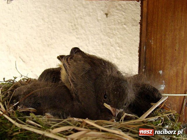 Zdjęcie w galerii na portalu naszraciborz.pl: Na balkonie ma kopciuszki wiadomości z regionu