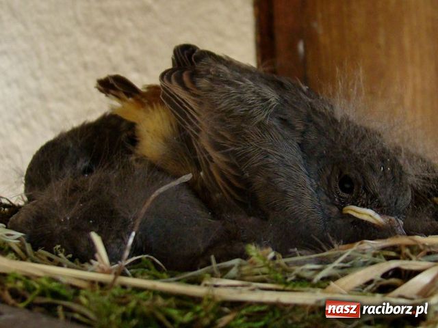 Zdjęcie w galerii na portalu naszraciborz.pl: Na balkonie ma kopciuszki wiadomości z regionu