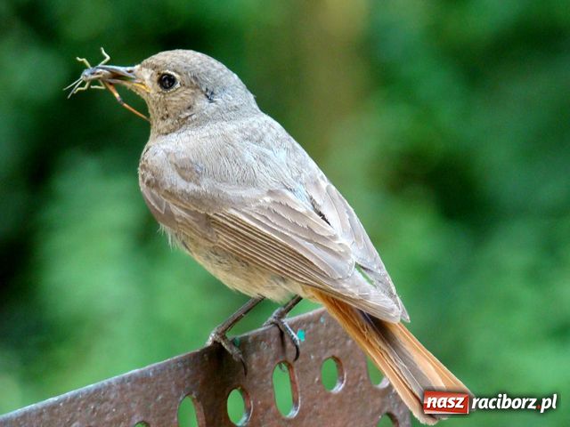 Zdjęcie w galerii na portalu naszraciborz.pl: Na balkonie ma kopciuszki wiadomości z regionu