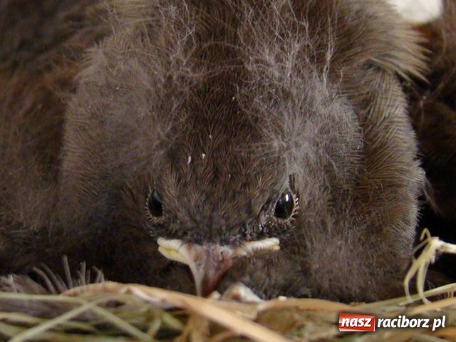 Zdjęcie w galerii na portalu naszraciborz.pl: Na balkonie ma kopciuszki wiadomości z regionu