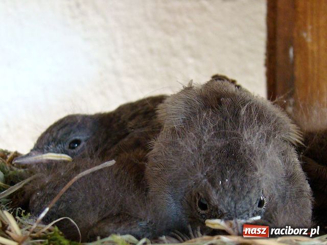 Zdjęcie w galerii na portalu naszraciborz.pl: Na balkonie ma kopciuszki wiadomości z regionu