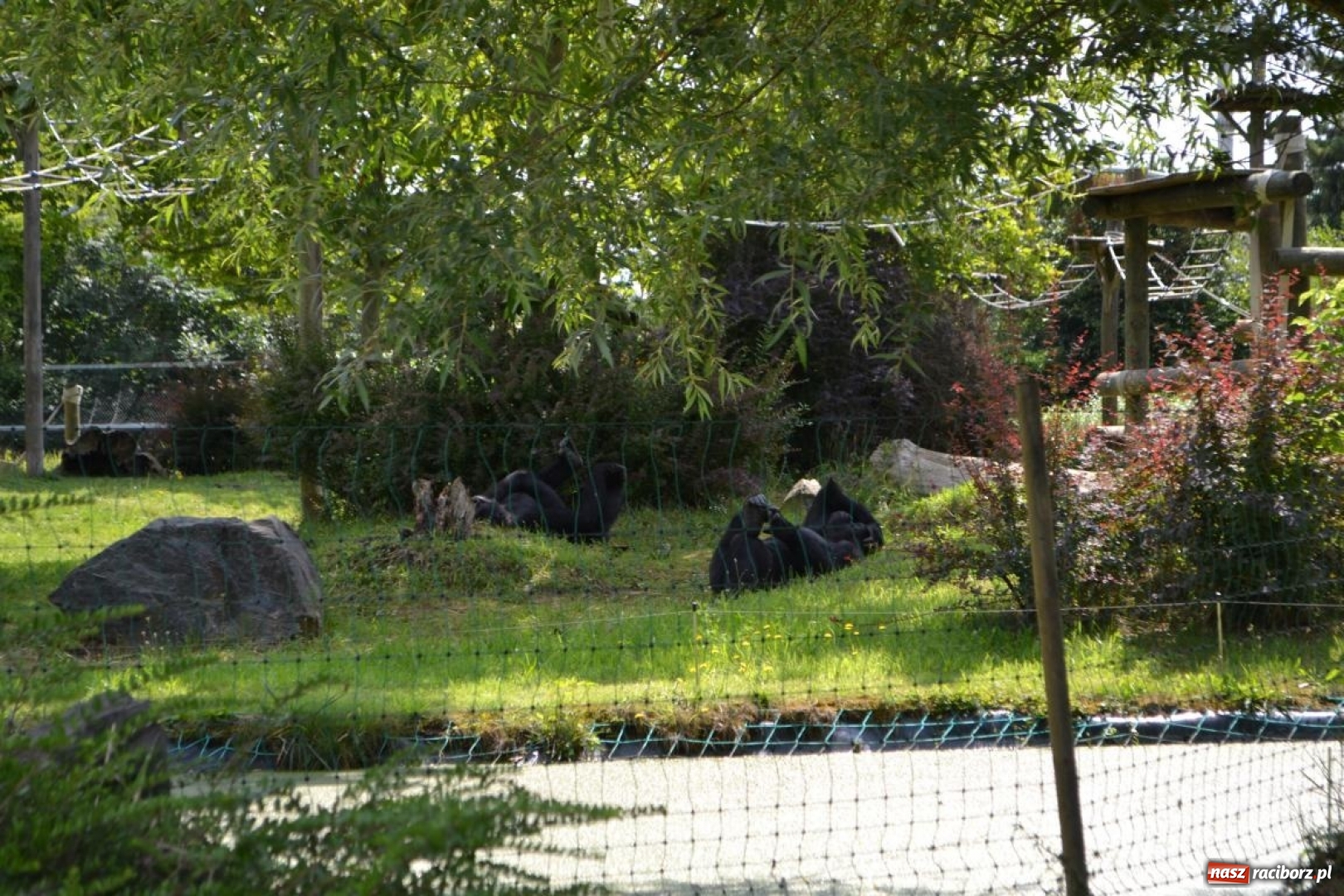 Zdjęcie w galerii na portalu naszraciborz.pl: Uczestnicy projektu UNDERSTAND w Opolskim ZOO  wiadomości z regionu