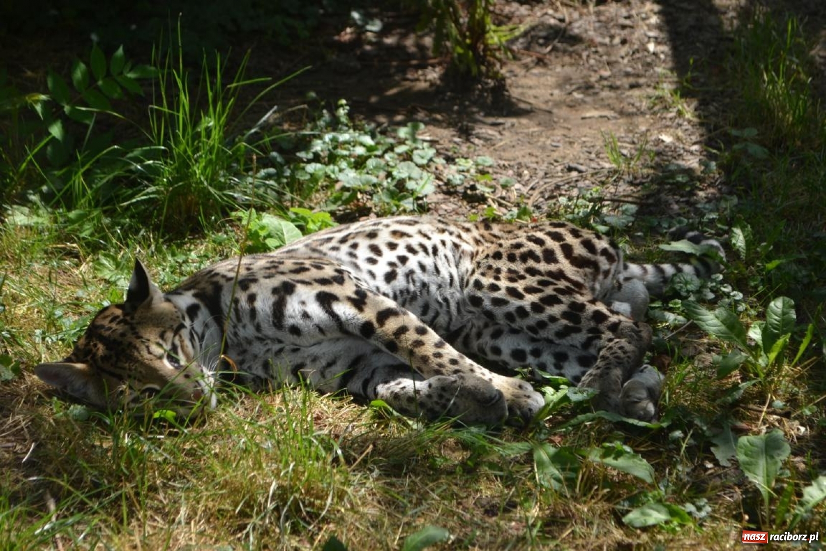 Zdjęcie w galerii na portalu naszraciborz.pl: Uczestnicy projektu UNDERSTAND w Opolskim ZOO  wiadomości z regionu