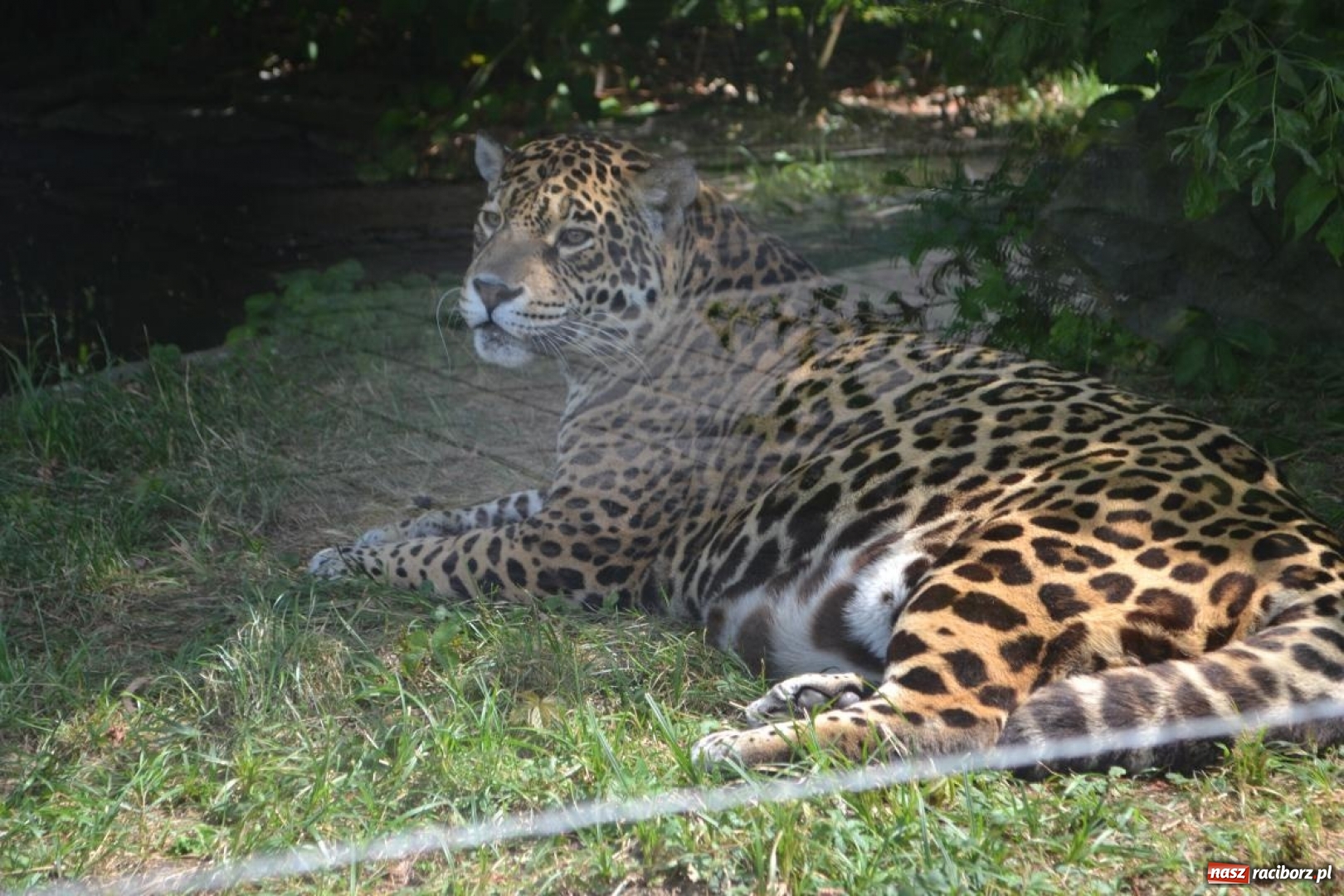 Zdjęcie w galerii na portalu naszraciborz.pl: Uczestnicy projektu UNDERSTAND w Opolskim ZOO  wiadomości z regionu