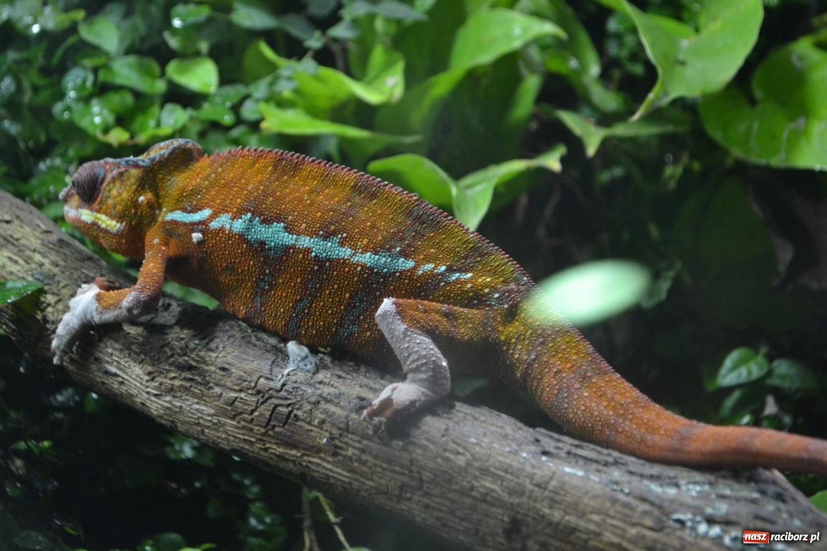 Zdjęcie w galerii na portalu naszraciborz.pl: Uczestnicy projektu UNDERSTAND w Opolskim ZOO  wiadomości z regionu