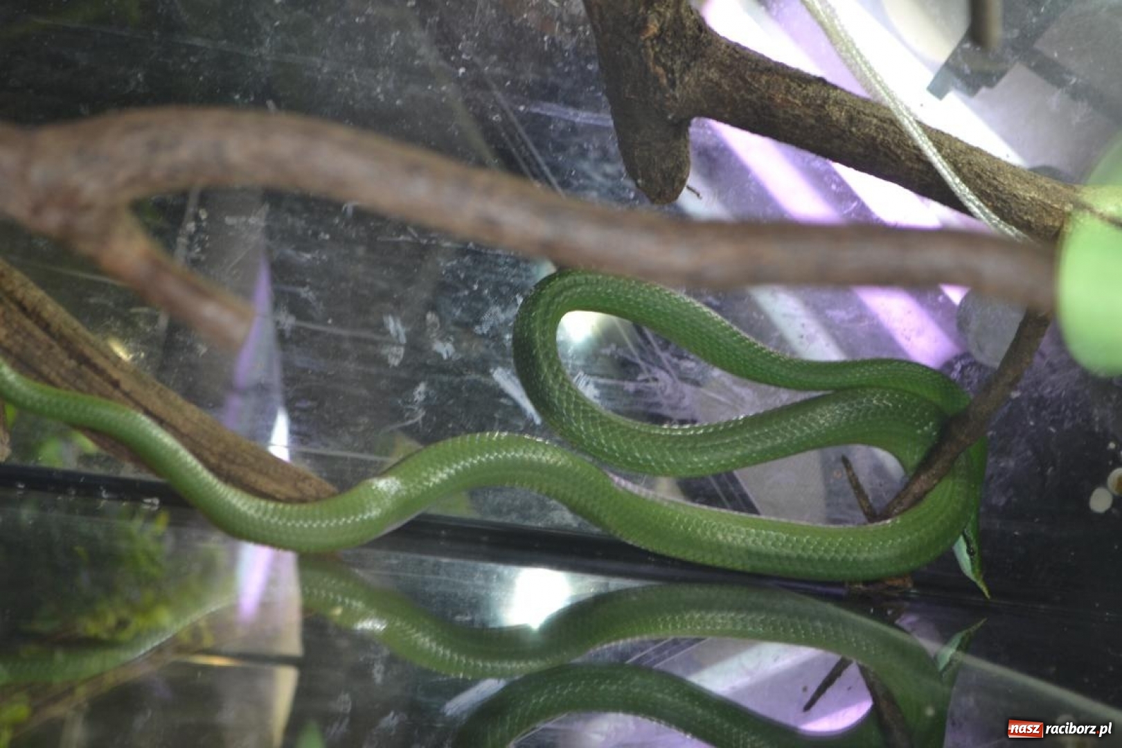 Zdjęcie w galerii na portalu naszraciborz.pl: Uczestnicy projektu UNDERSTAND w Opolskim ZOO  wiadomości z regionu