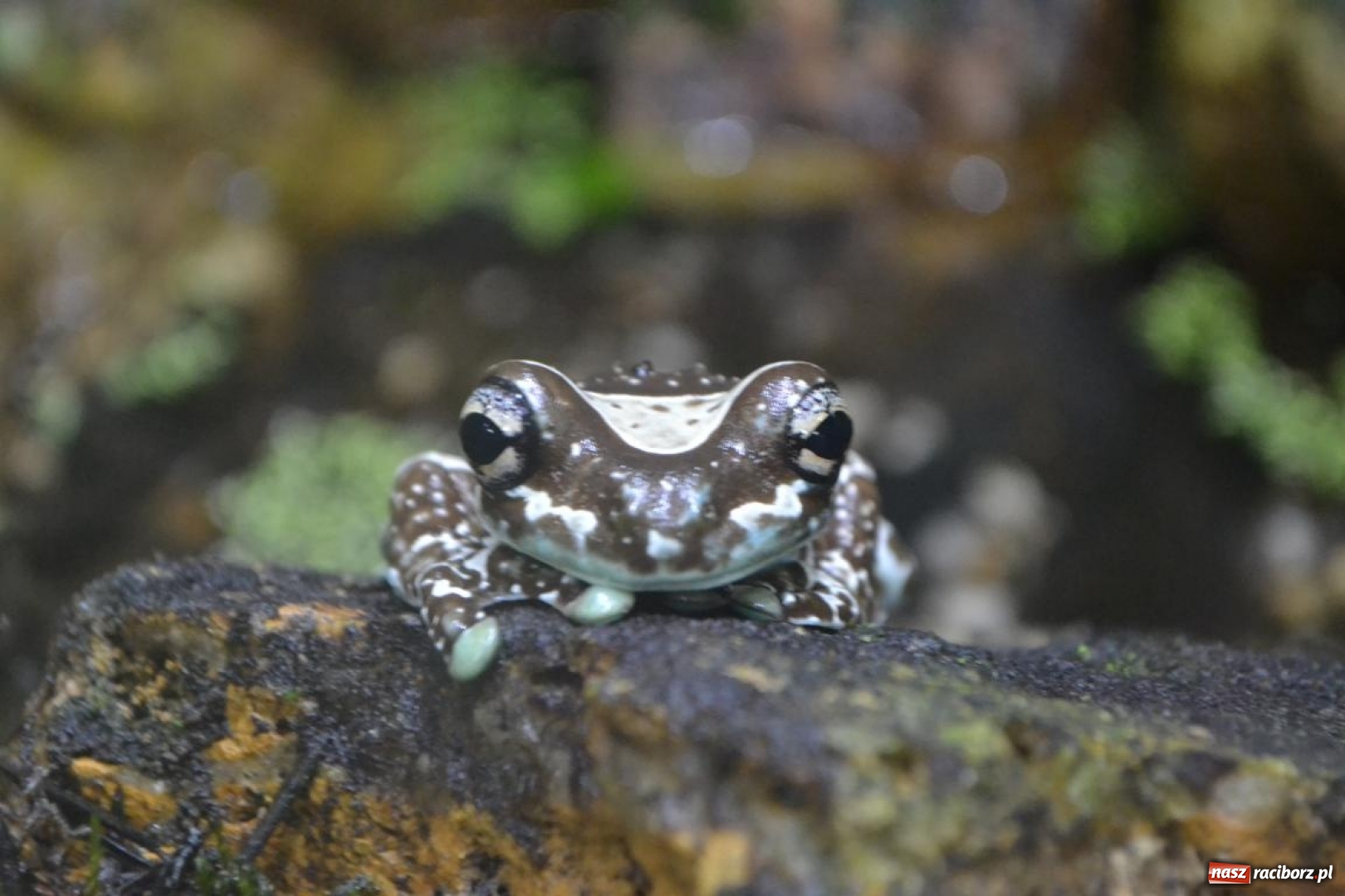 Zdjęcie w galerii na portalu naszraciborz.pl: Uczestnicy projektu UNDERSTAND w Opolskim ZOO  wiadomości z regionu