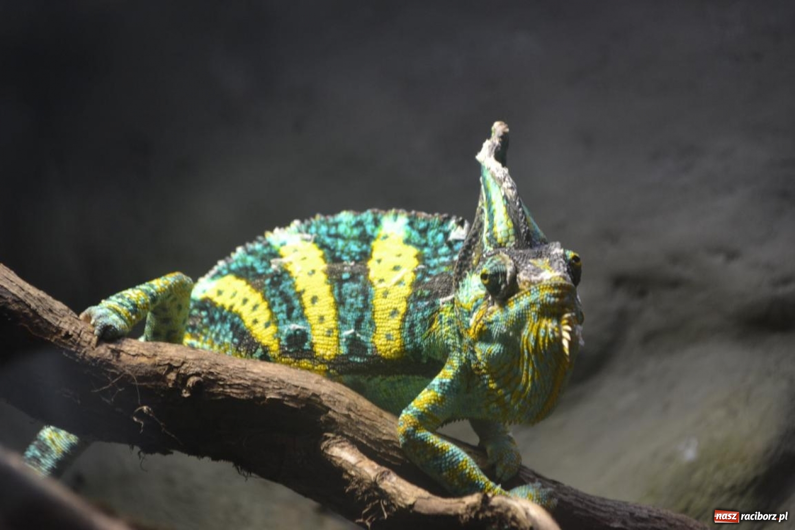 Zdjęcie w galerii na portalu naszraciborz.pl: Uczestnicy projektu UNDERSTAND w Opolskim ZOO  wiadomości z regionu