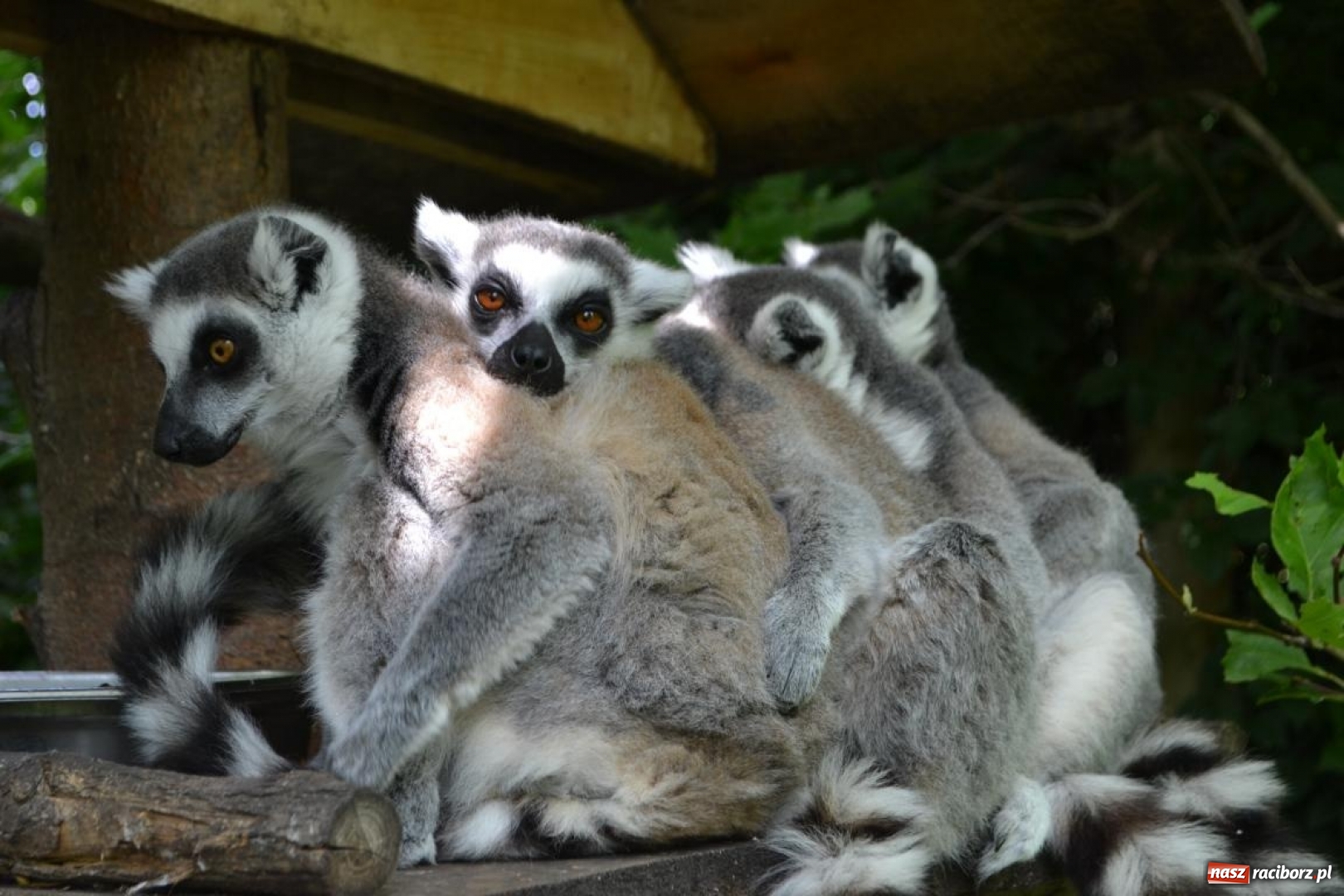 Zdjęcie w galerii na portalu naszraciborz.pl: Uczestnicy projektu UNDERSTAND w Opolskim ZOO  wiadomości z regionu