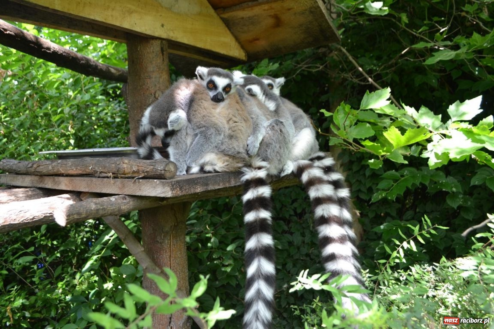 Zdjęcie w galerii na portalu naszraciborz.pl: Uczestnicy projektu UNDERSTAND w Opolskim ZOO  wiadomości z regionu
