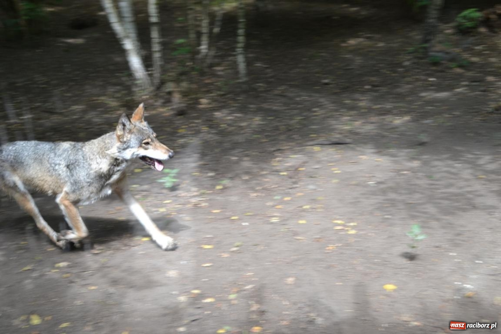 Zdjęcie w galerii na portalu naszraciborz.pl: Uczestnicy projektu UNDERSTAND w Opolskim ZOO  wiadomości z regionu