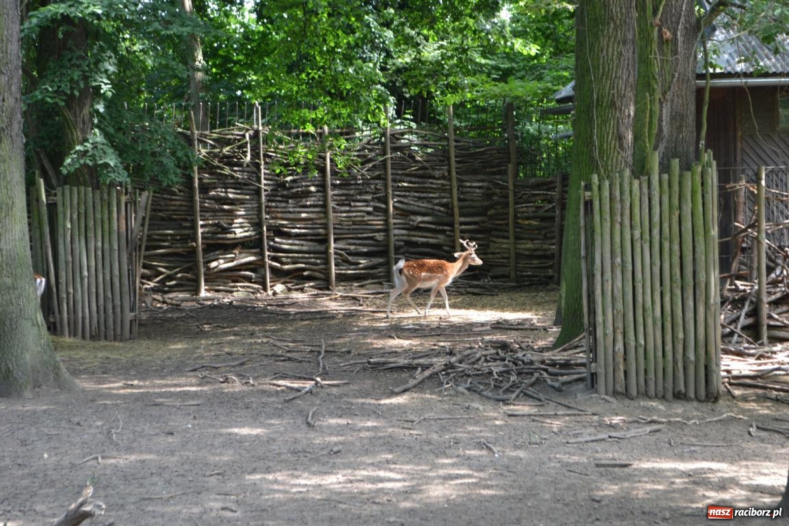 Zdjęcie w galerii na portalu naszraciborz.pl: Uczestnicy projektu UNDERSTAND w Opolskim ZOO  wiadomości z regionu