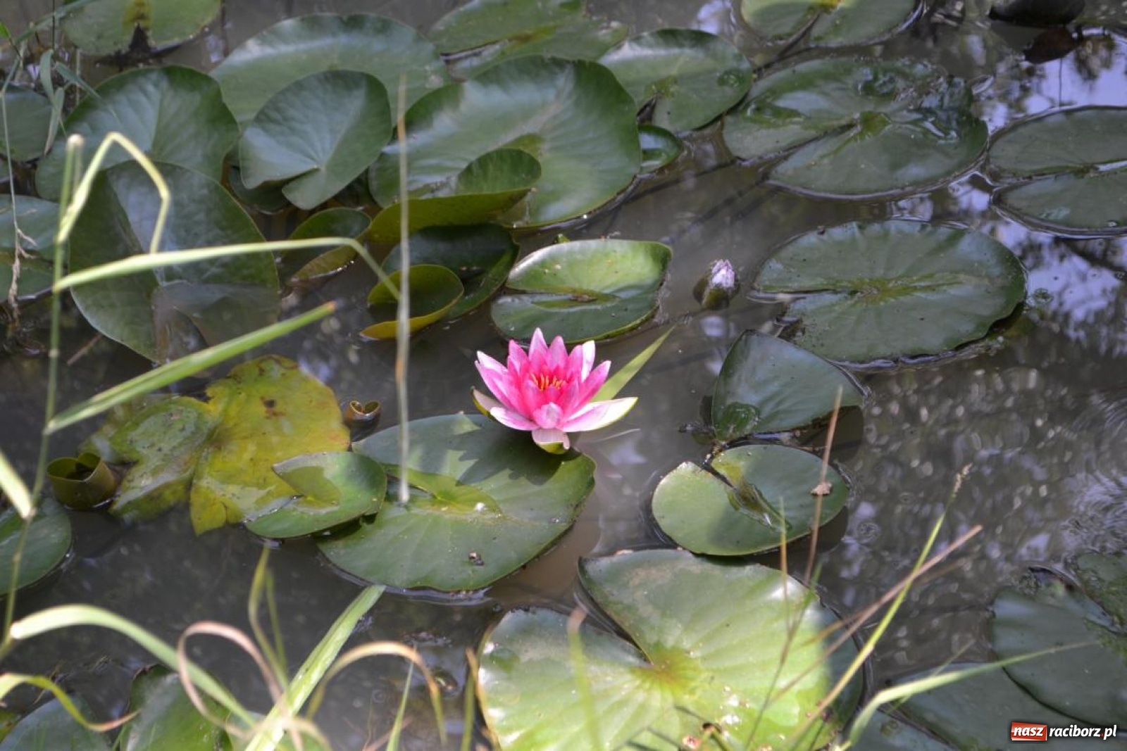 Zdjęcie w galerii na portalu naszraciborz.pl: Uczestnicy projektu UNDERSTAND w Opolskim ZOO  wiadomości z regionu