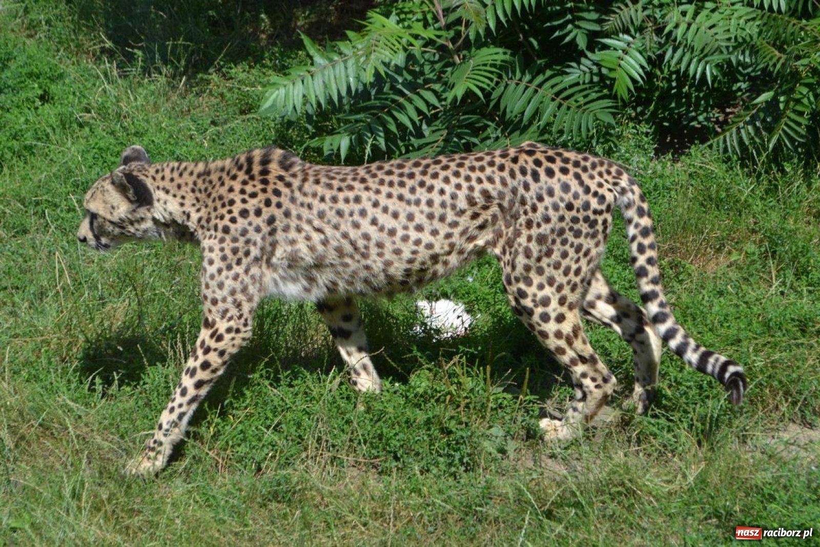 Zdjęcie w galerii na portalu naszraciborz.pl: Uczestnicy projektu UNDERSTAND w Opolskim ZOO  wiadomości z regionu