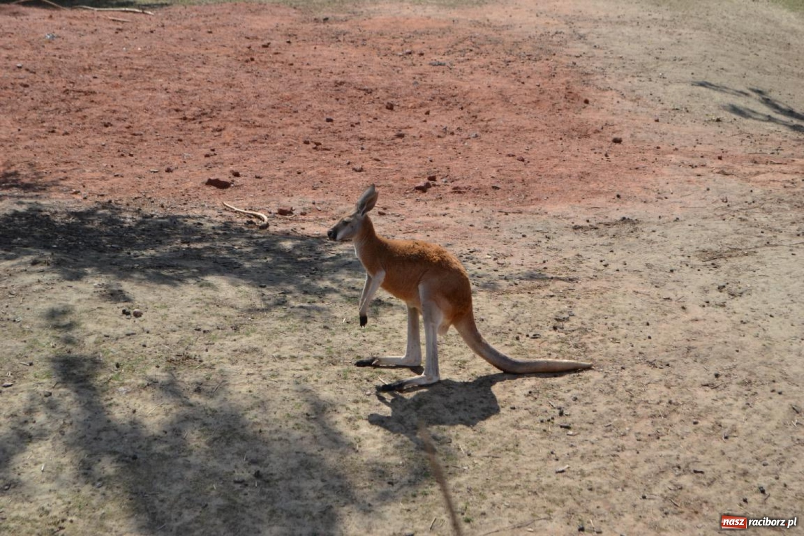 Zdjęcie w galerii na portalu naszraciborz.pl: Uczestnicy projektu UNDERSTAND w Opolskim ZOO  wiadomości z regionu