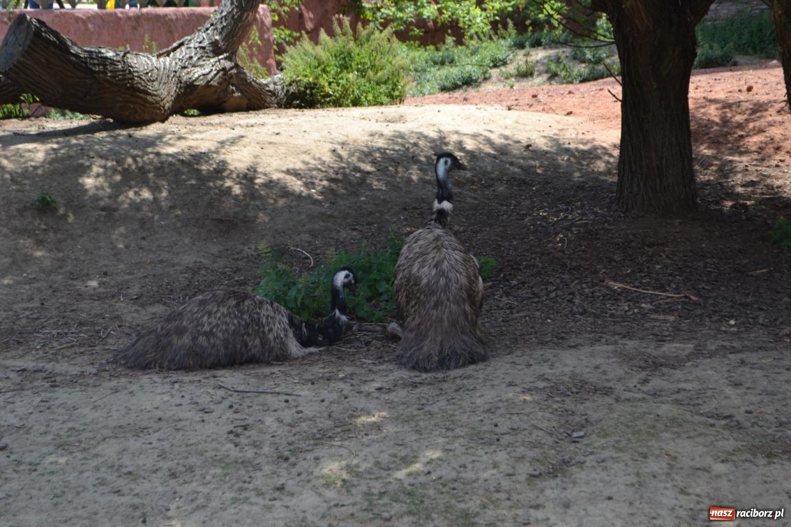 Zdjęcie w galerii na portalu naszraciborz.pl: Uczestnicy projektu UNDERSTAND w Opolskim ZOO  wiadomości z regionu
