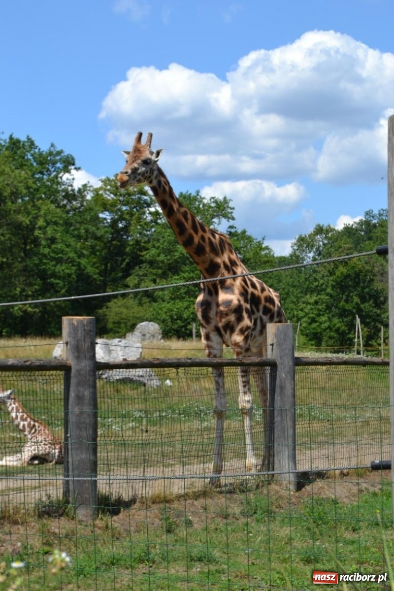 Zdjęcie w galerii na portalu naszraciborz.pl: Uczestnicy projektu UNDERSTAND w Opolskim ZOO  wiadomości z regionu