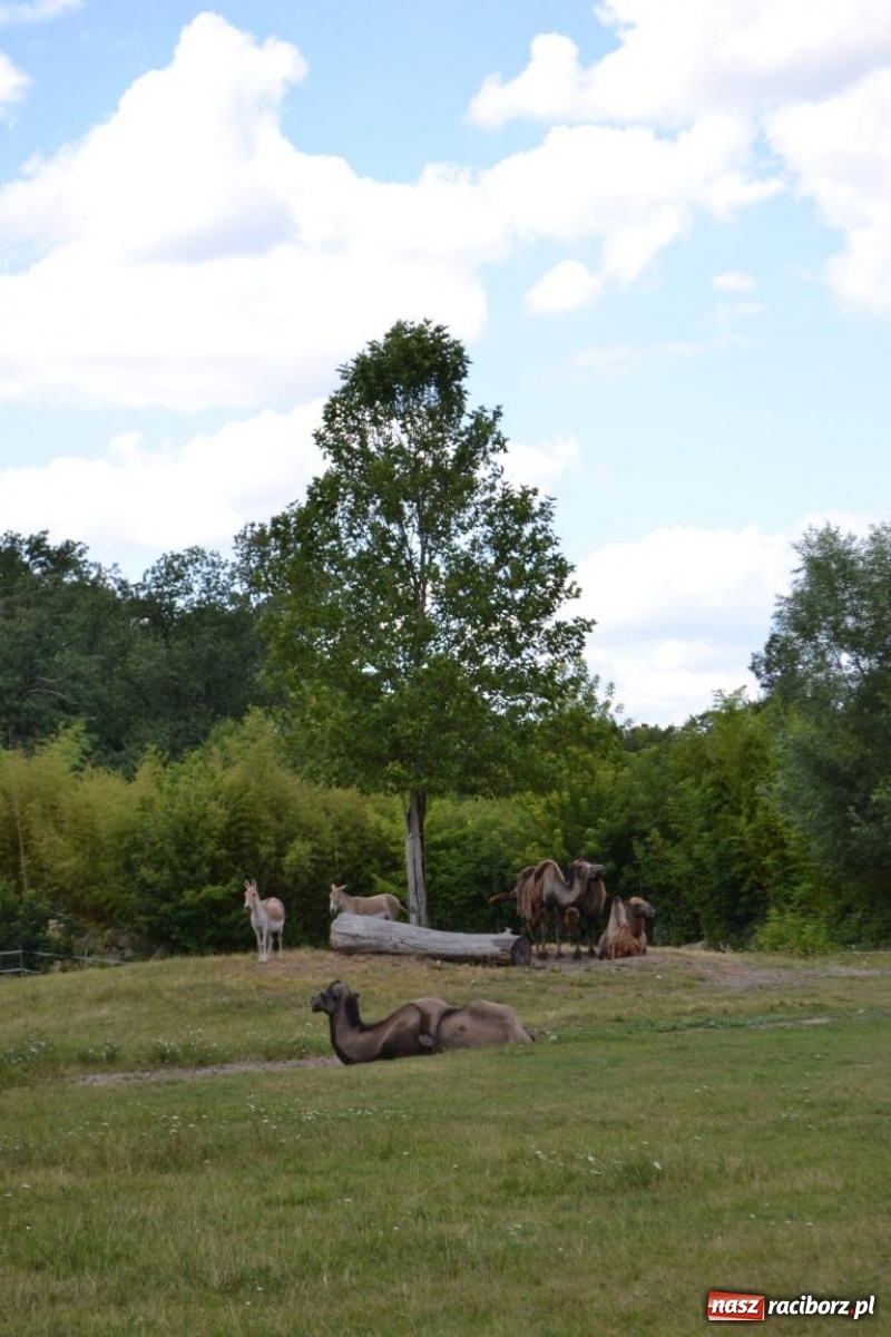 Zdjęcie w galerii na portalu naszraciborz.pl: Uczestnicy projektu UNDERSTAND w Opolskim ZOO  wiadomości z regionu