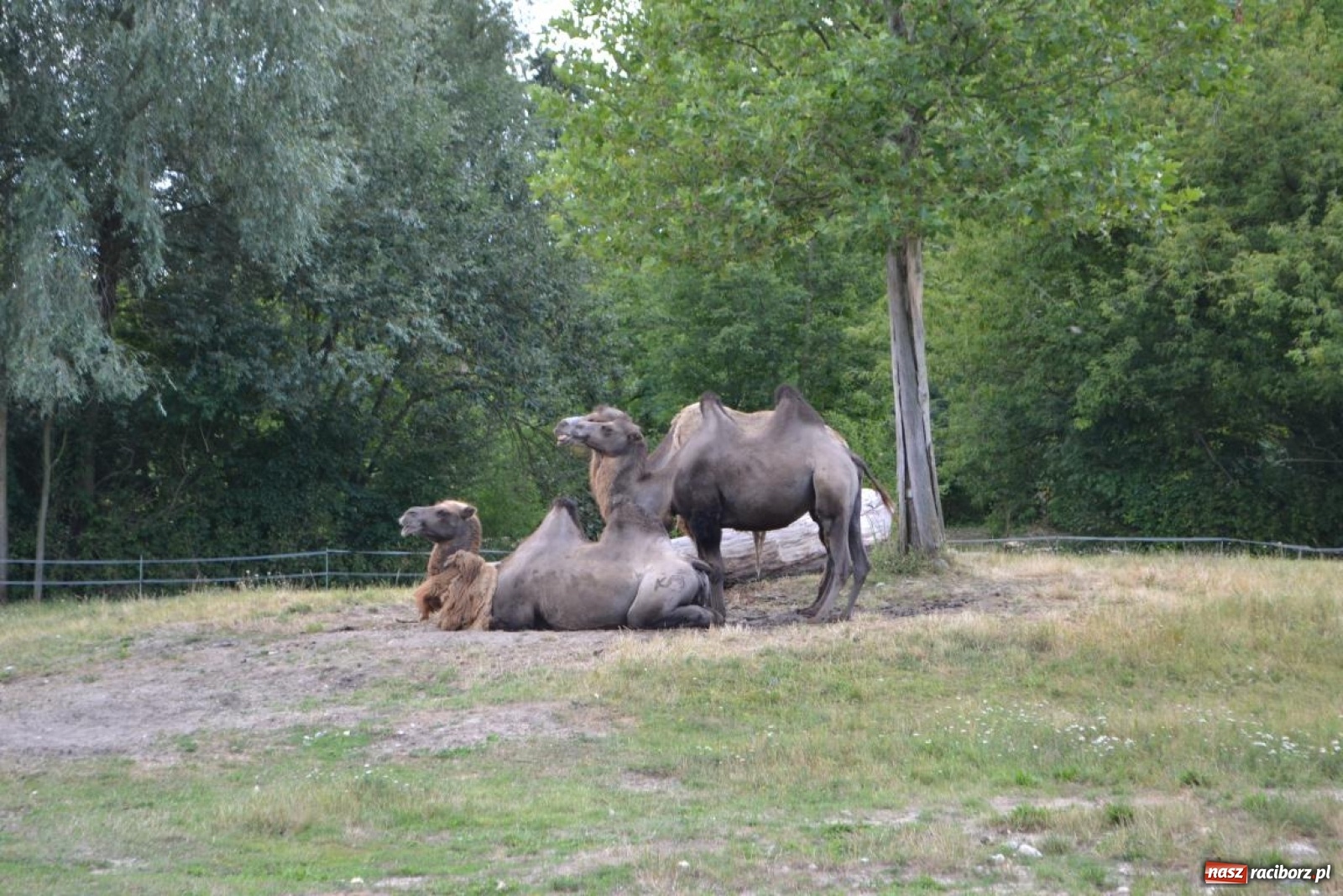 Zdjęcie w galerii na portalu naszraciborz.pl: Uczestnicy projektu UNDERSTAND w Opolskim ZOO  wiadomości z regionu