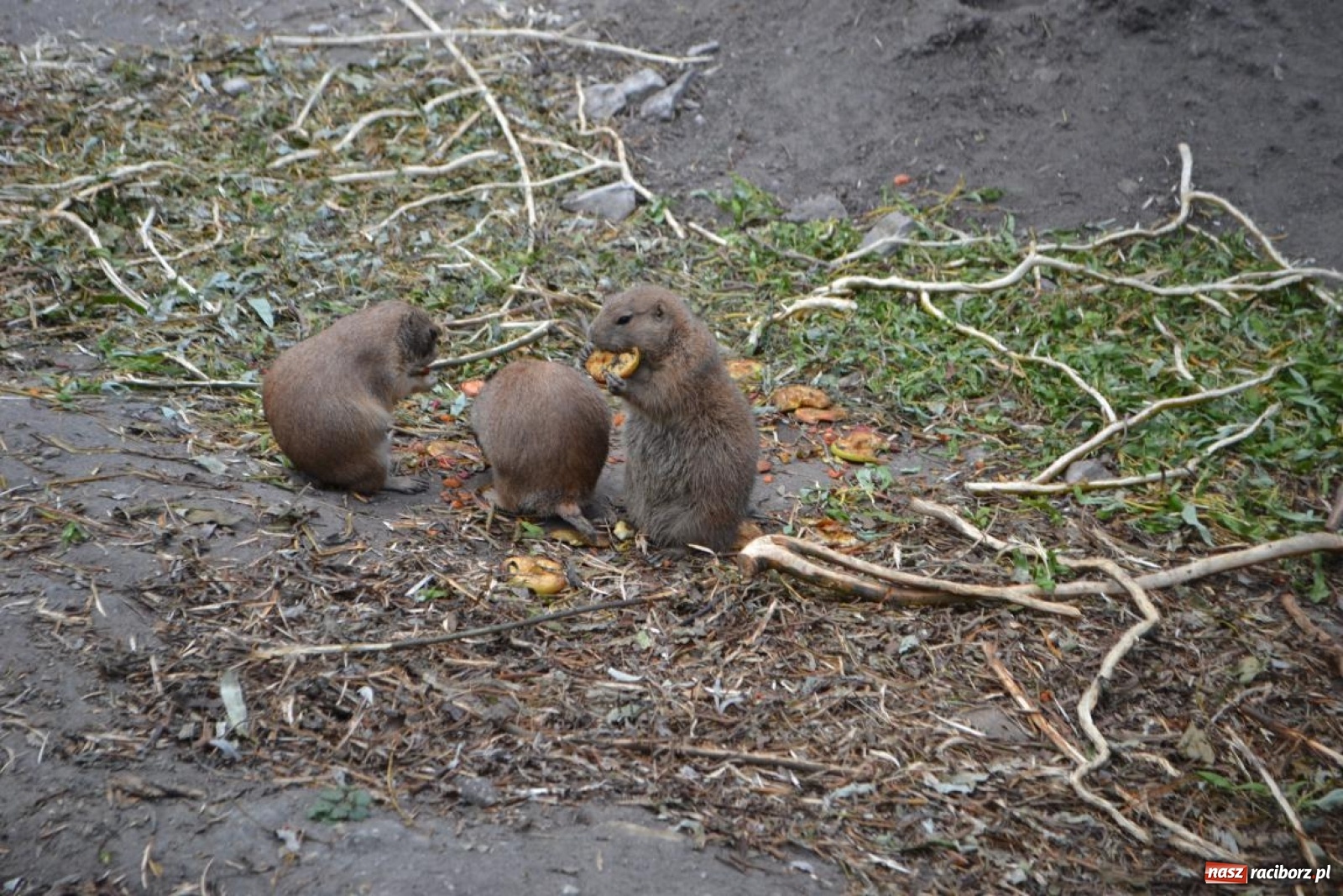 Zdjęcie w galerii na portalu naszraciborz.pl: Uczestnicy projektu UNDERSTAND w Opolskim ZOO  wiadomości z regionu