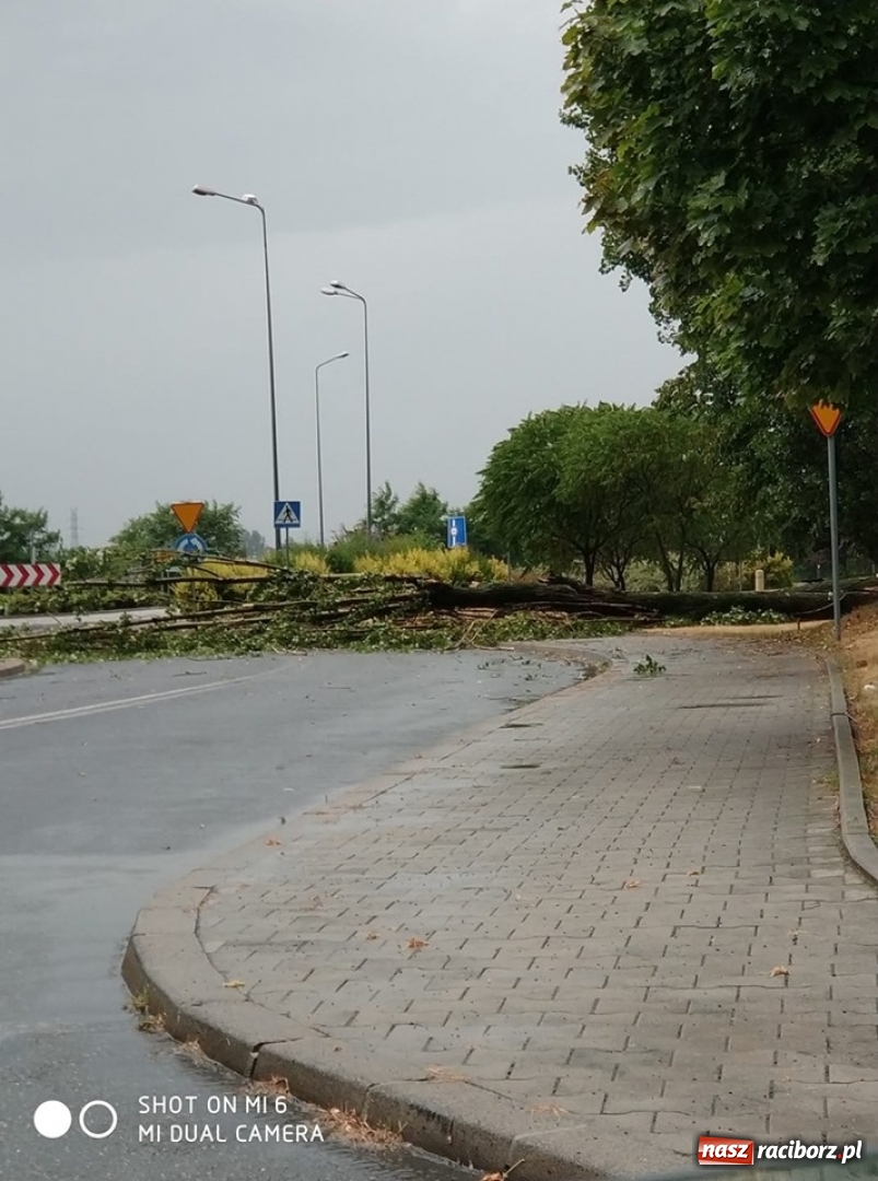 Zdjęcie w galerii na portalu naszraciborz.pl: Powalone drzewa i błoto na jezdni. Obowiązuje ostrzeżenie nr 102  wiadomości z regionu