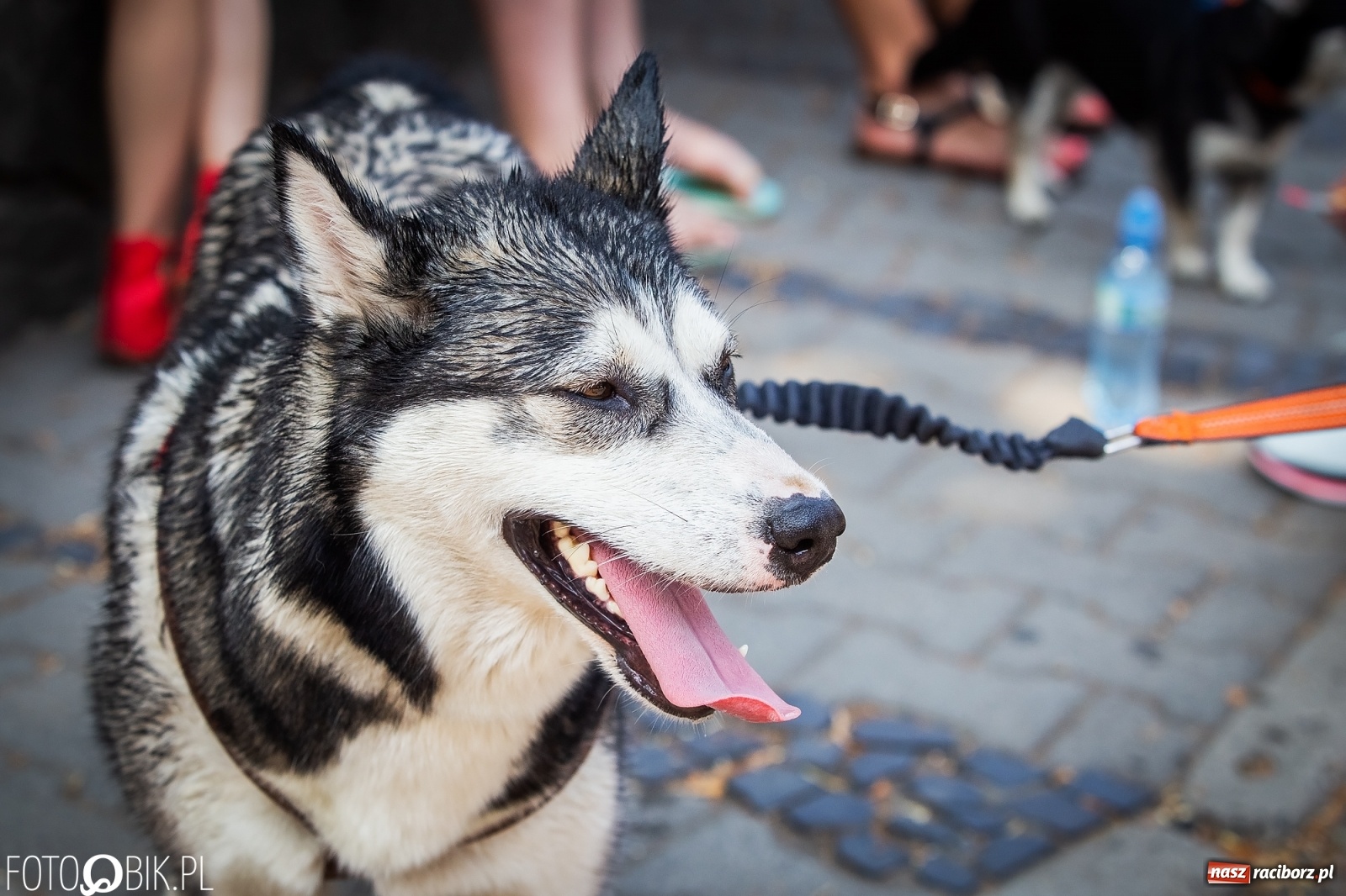 Zdjęcie w galerii na portalu naszraciborz.pl: Kazimierz Grycman najlepszy w I Biegu Krzanowickim wiadomości z regionu