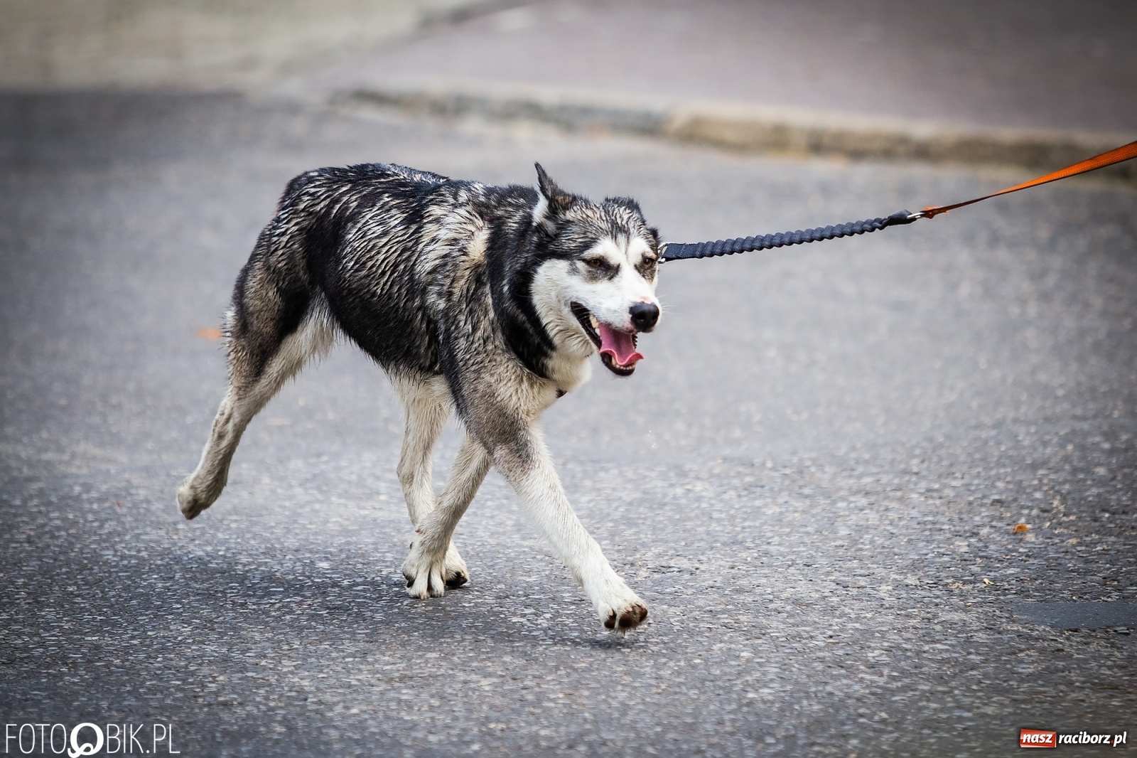 Zdjęcie w galerii na portalu naszraciborz.pl: Kazimierz Grycman najlepszy w I Biegu Krzanowickim wiadomości z regionu