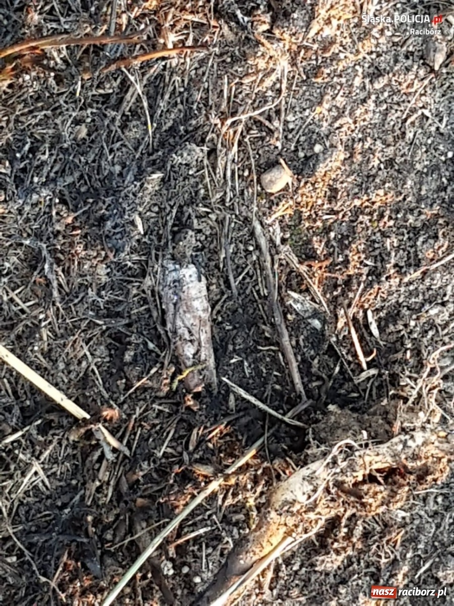 Zdjęcie w galerii na portalu naszraciborz.pl: Policja zatrzymała podpalacza z Rudy. Rzucił się na funkcjonariuszy! wiadomości z regionu