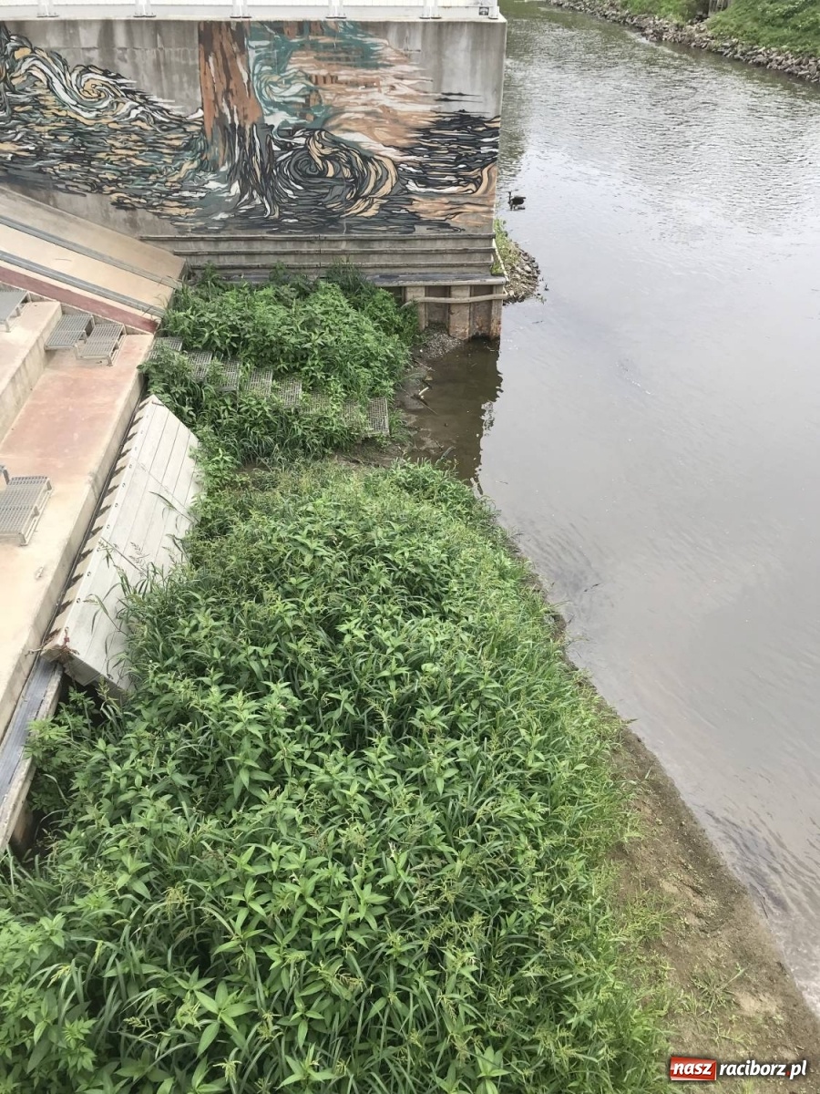 Zdjęcie w galerii na portalu naszraciborz.pl: Trzy miliony poszło w muł? Przystań nieprzydatna dla wodniaków [FOTO] wiadomości z regionu