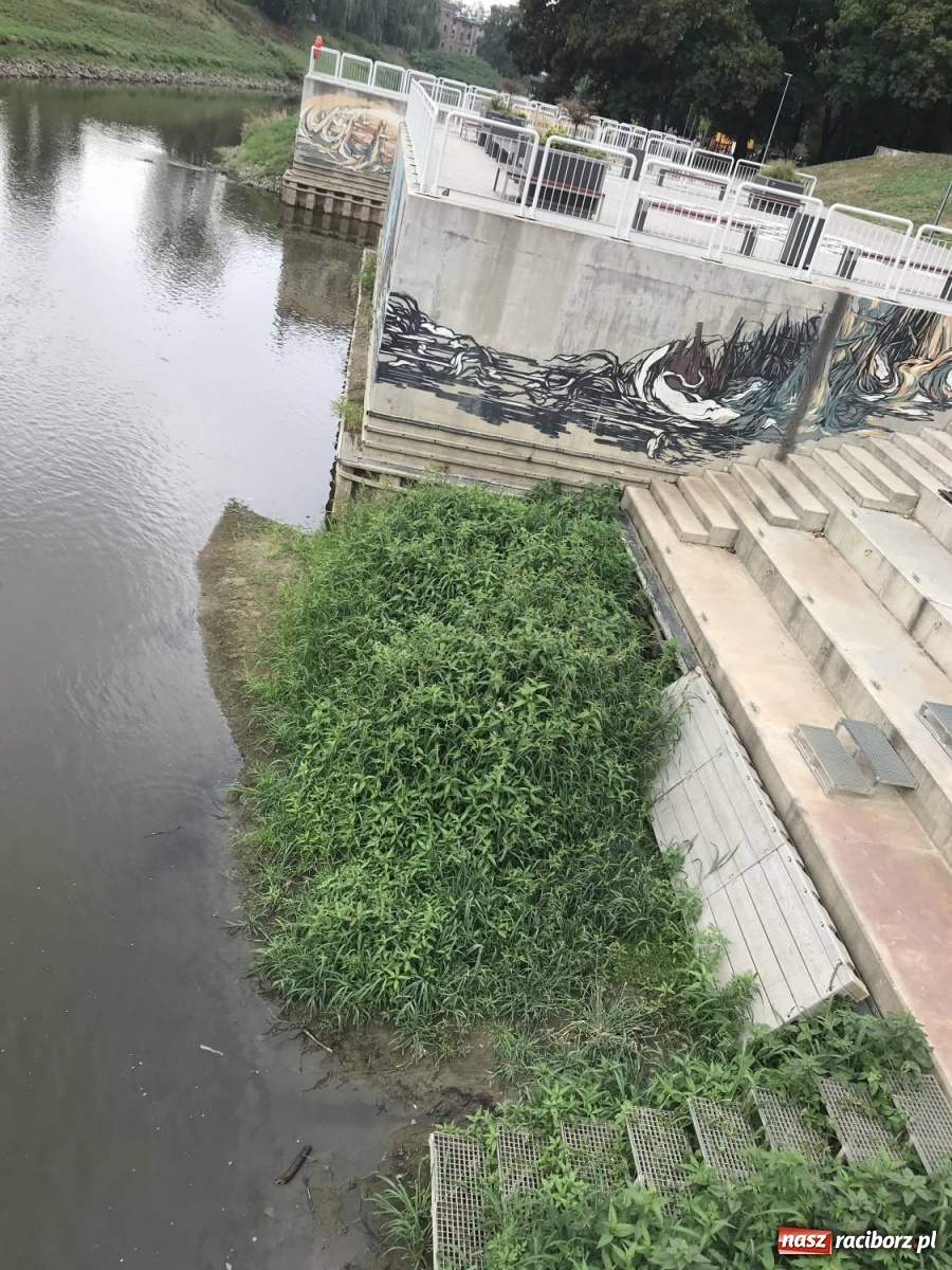 Zdjęcie w galerii na portalu naszraciborz.pl: Trzy miliony poszło w muł? Przystań nieprzydatna dla wodniaków [FOTO] wiadomości z regionu