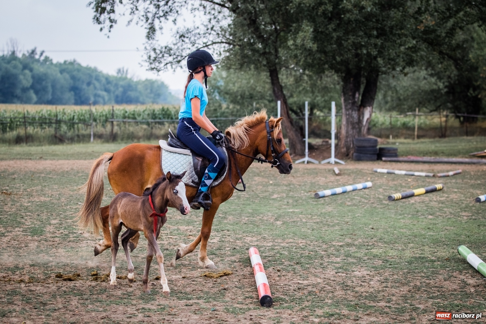 Zdjęcie w galerii na portalu naszraciborz.pl: Wakacje w siodle w Raciborzu [FOTO] wiadomości z regionu