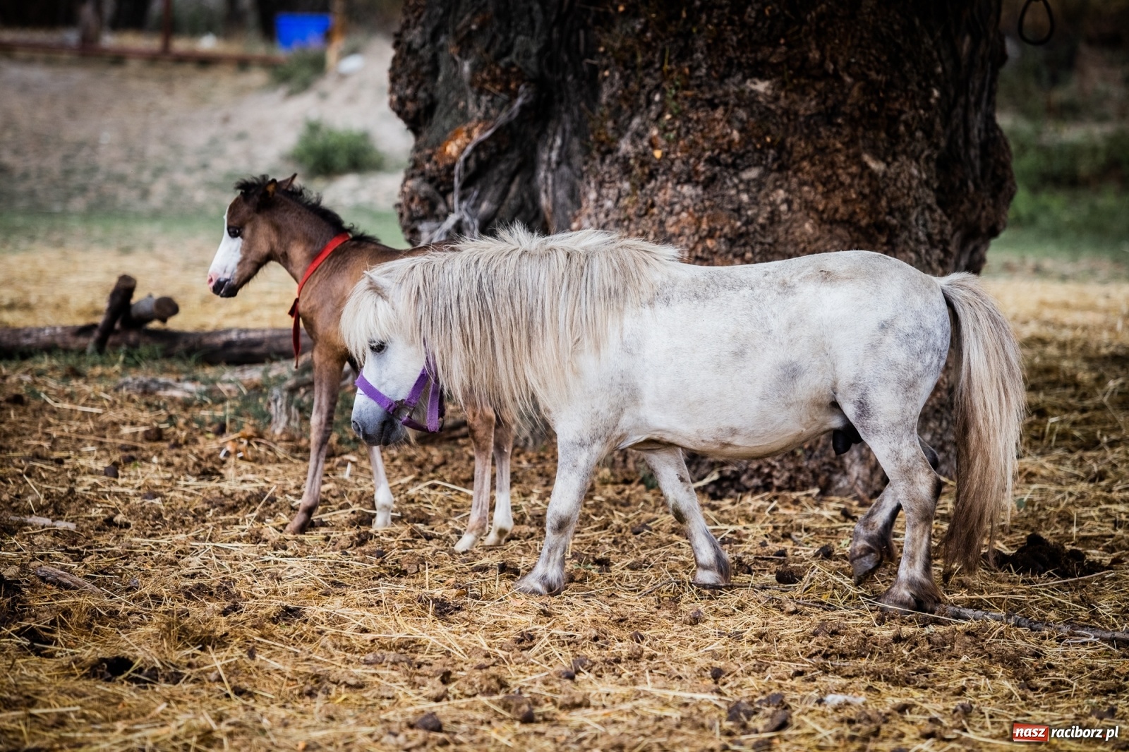 Zdjęcie w galerii na portalu naszraciborz.pl: Wakacje w siodle w Raciborzu [FOTO] wiadomości z regionu