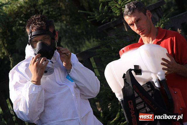 Zdjęcie w galerii na portalu naszraciborz.pl: Pogromcy komarów w akcji wiadomości z regionu