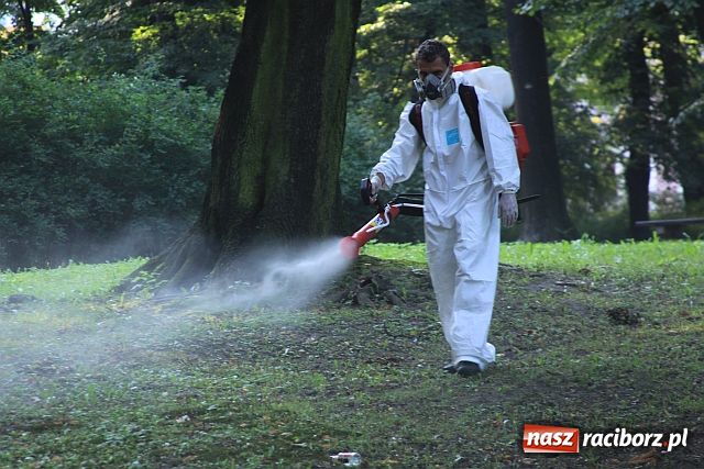 Zdjęcie w galerii na portalu naszraciborz.pl: Pogromcy komarów w akcji wiadomości z regionu