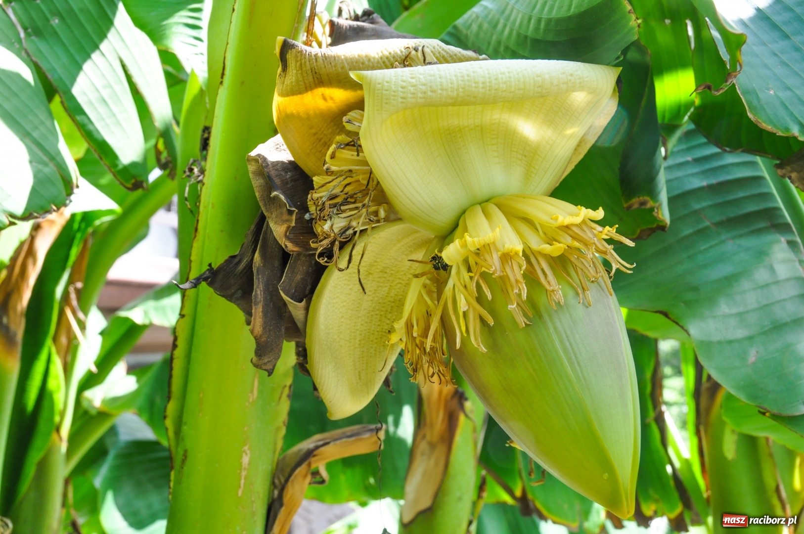 Zdjęcie w galerii na portalu naszraciborz.pl: W Raciborzu owocują...bananowce [FOTO] wiadomości z regionu