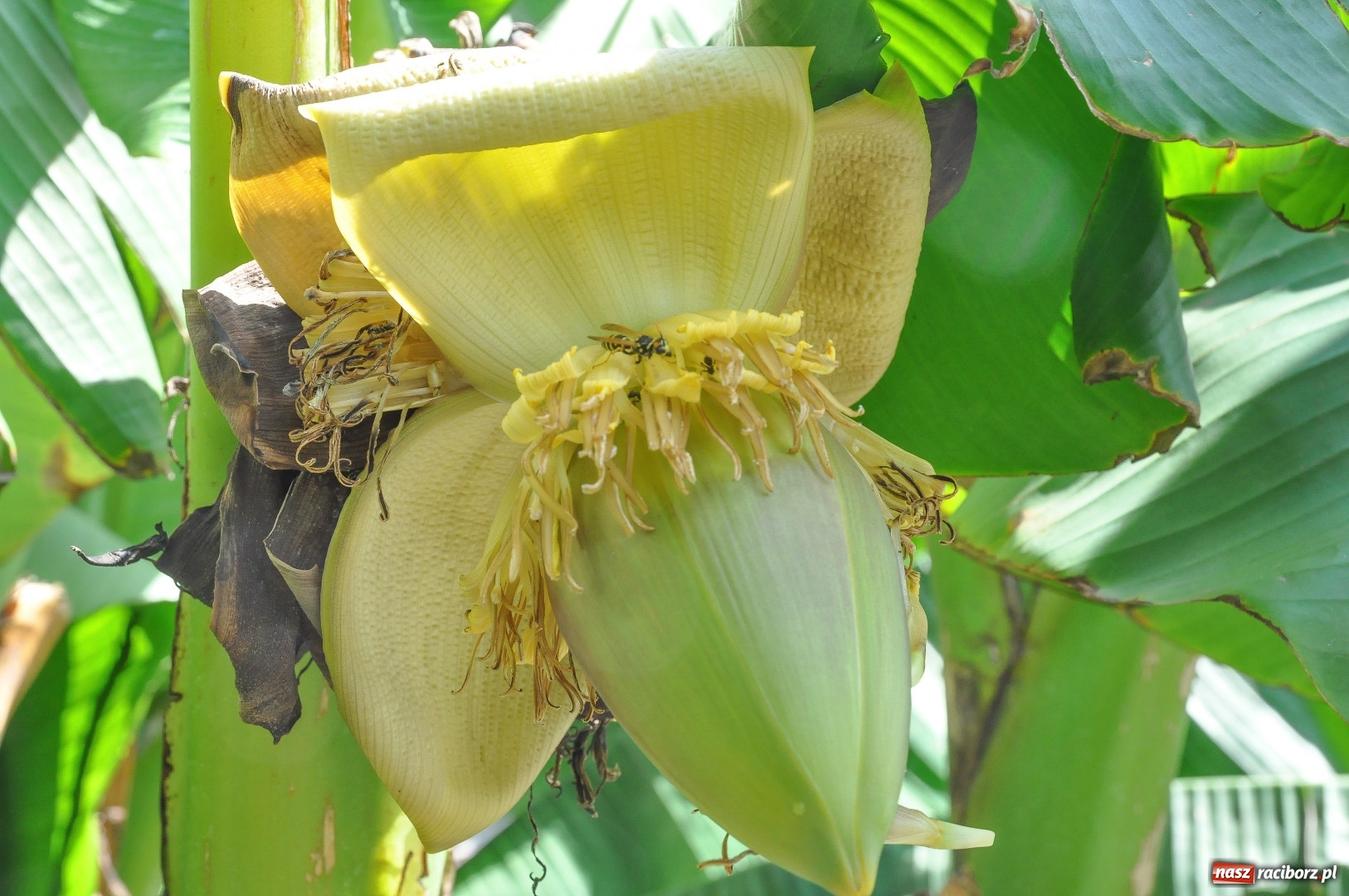 Zdjęcie w galerii na portalu naszraciborz.pl: W Raciborzu owocują...bananowce [FOTO] wiadomości z regionu