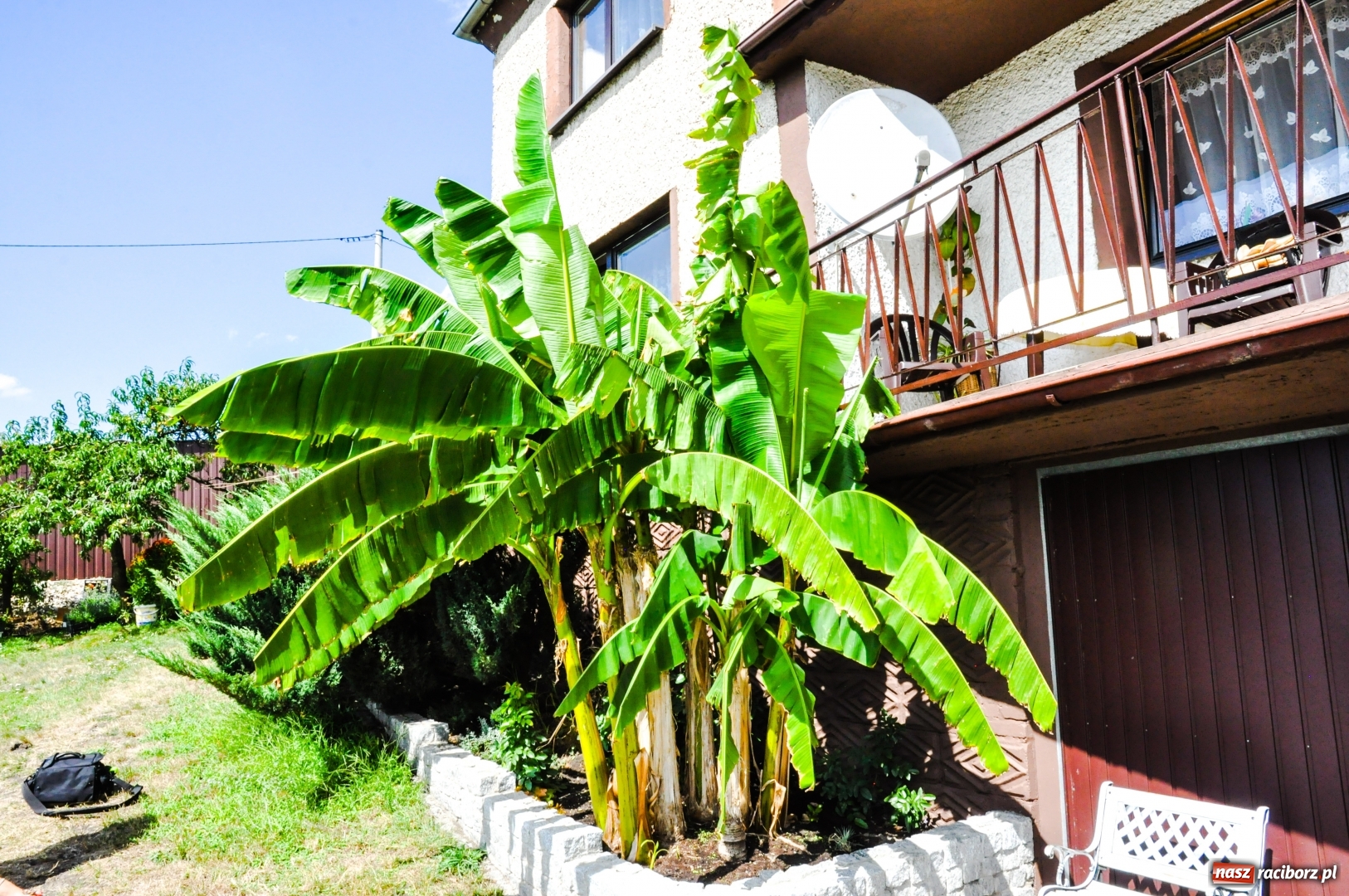 Zdjęcie w galerii na portalu naszraciborz.pl: W Raciborzu owocują...bananowce [FOTO] wiadomości z regionu