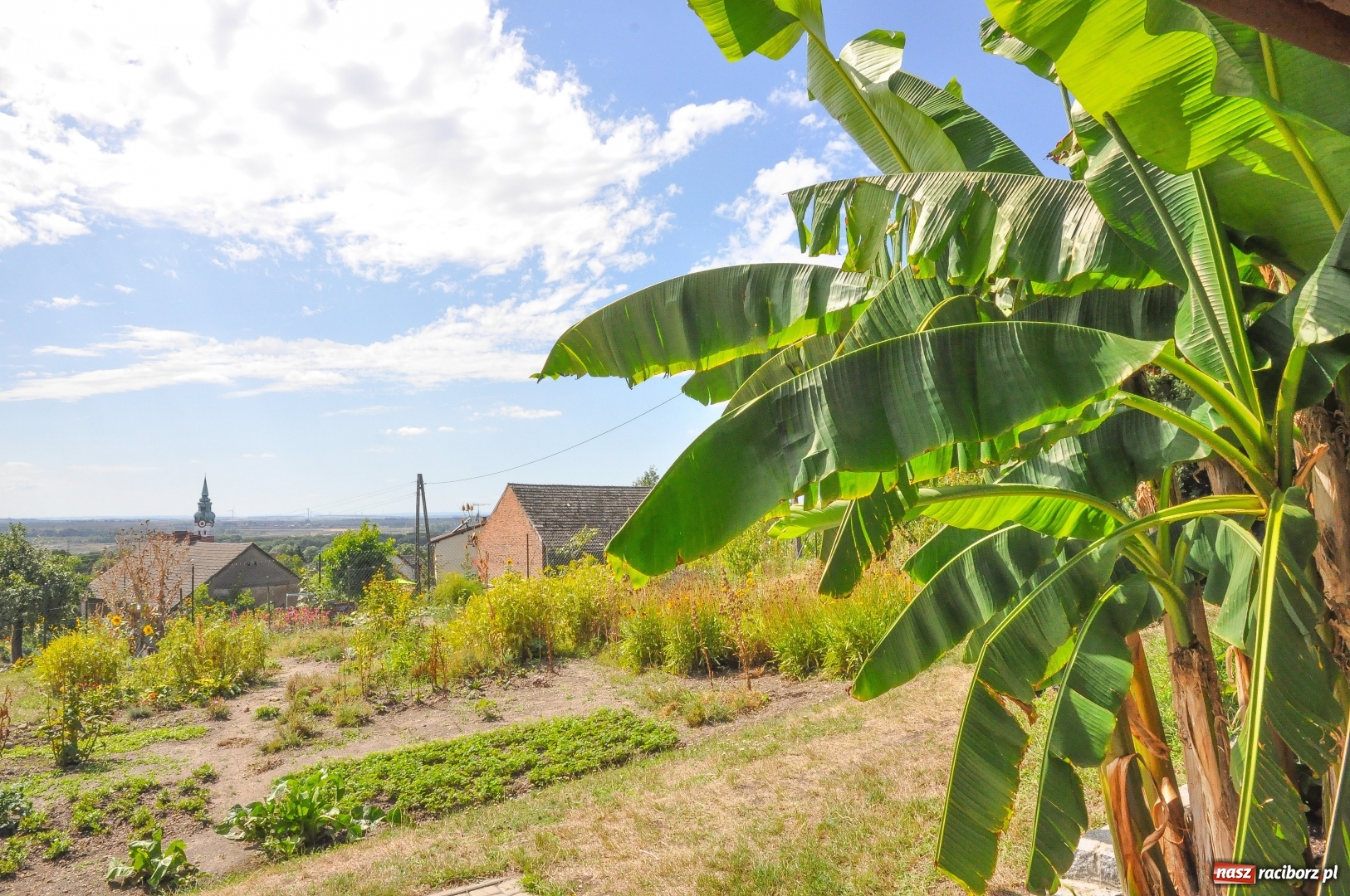 Zdjęcie w galerii na portalu naszraciborz.pl: W Raciborzu owocują...bananowce [FOTO] wiadomości z regionu