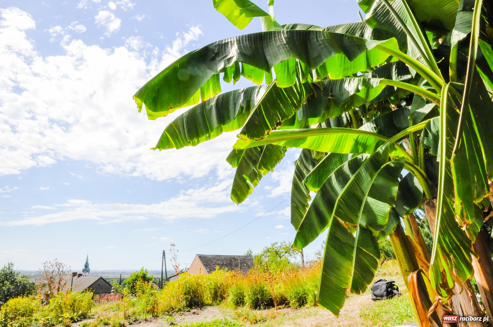Zdjęcie w galerii na portalu naszraciborz.pl: W Raciborzu owocują...bananowce [FOTO] wiadomości z regionu