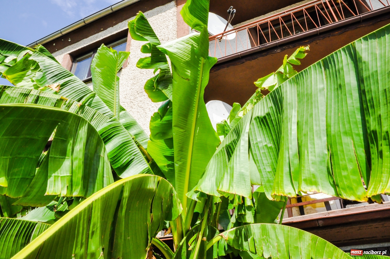 Zdjęcie w galerii na portalu naszraciborz.pl: W Raciborzu owocują...bananowce [FOTO] wiadomości z regionu
