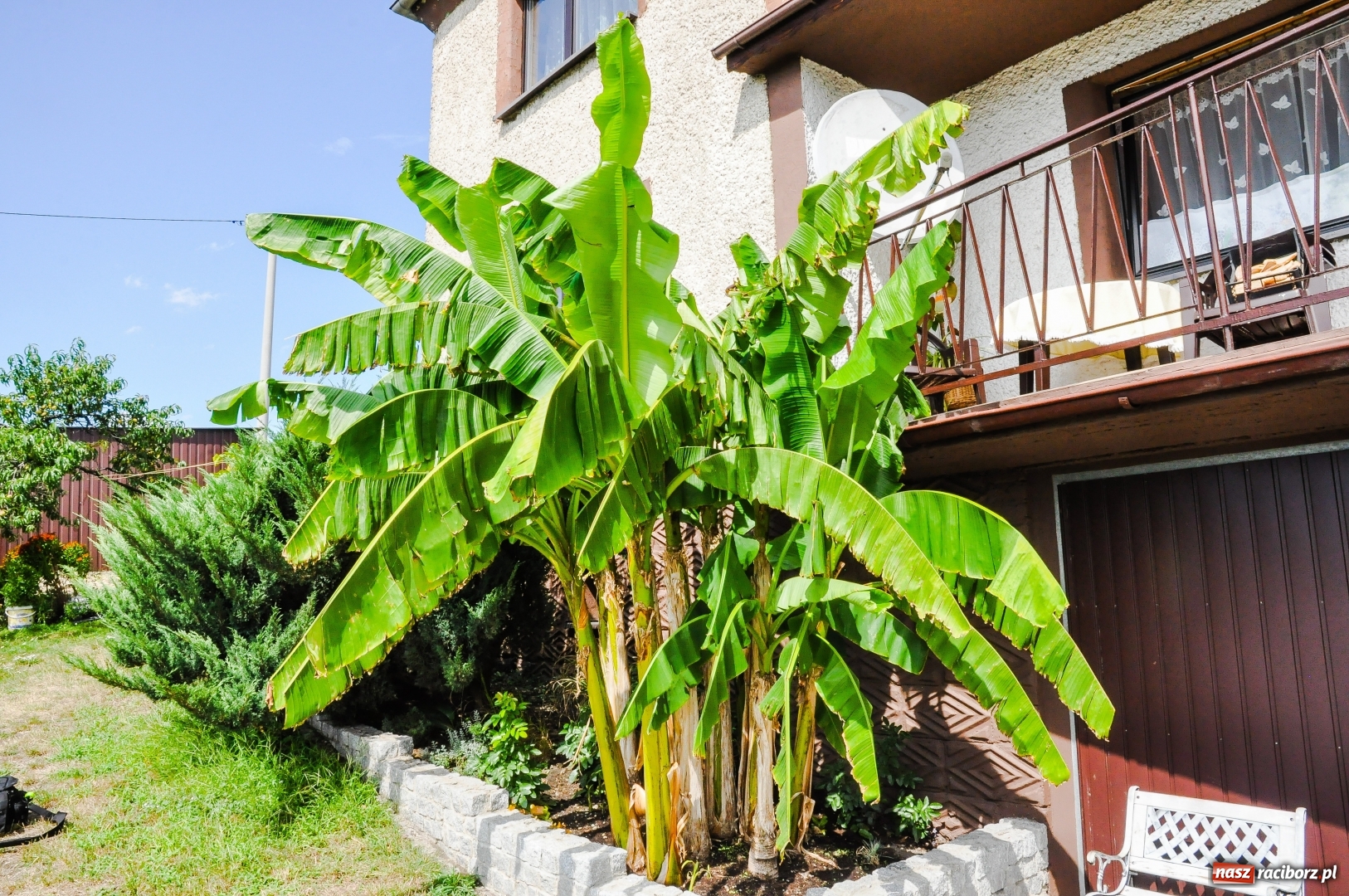 Zdjęcie w galerii na portalu naszraciborz.pl: W Raciborzu owocują...bananowce [FOTO] wiadomości z regionu