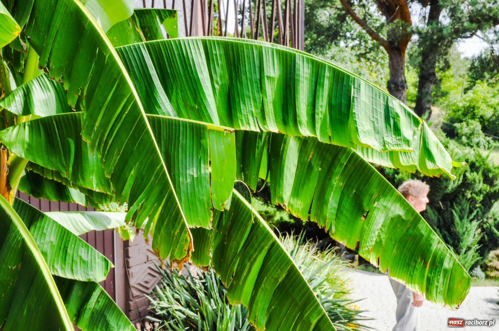 Zdjęcie w galerii na portalu naszraciborz.pl: W Raciborzu owocują...bananowce [FOTO] wiadomości z regionu