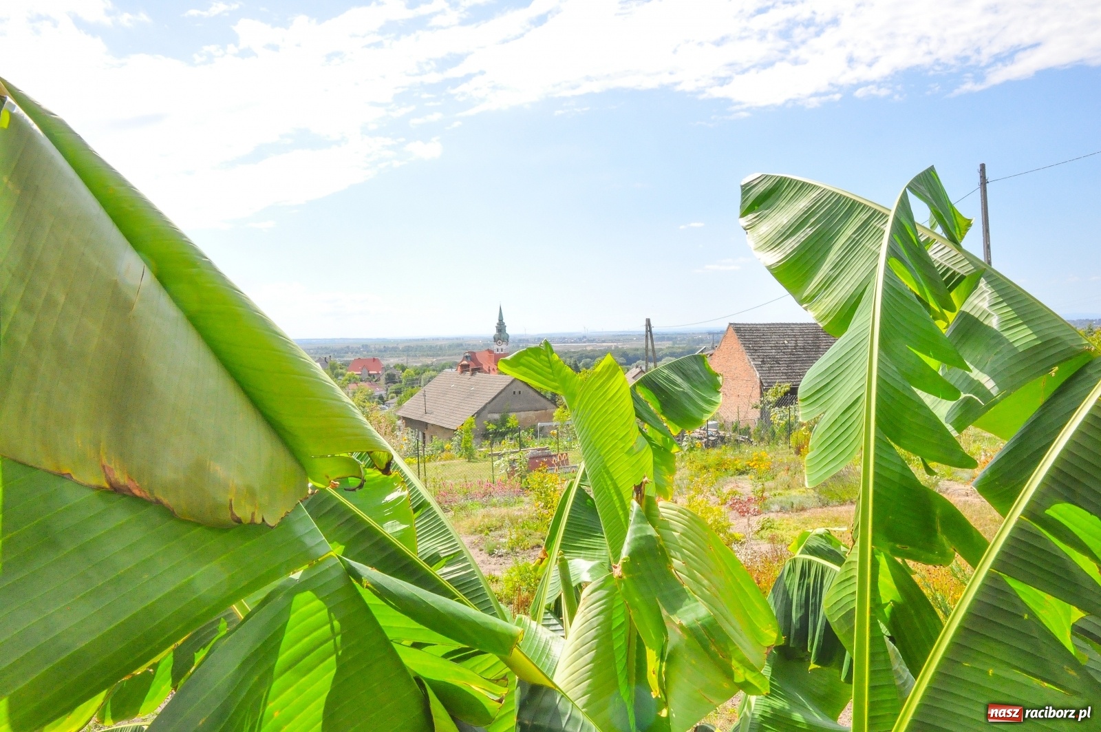 Zdjęcie w galerii na portalu naszraciborz.pl: W Raciborzu owocują...bananowce [FOTO] wiadomości z regionu