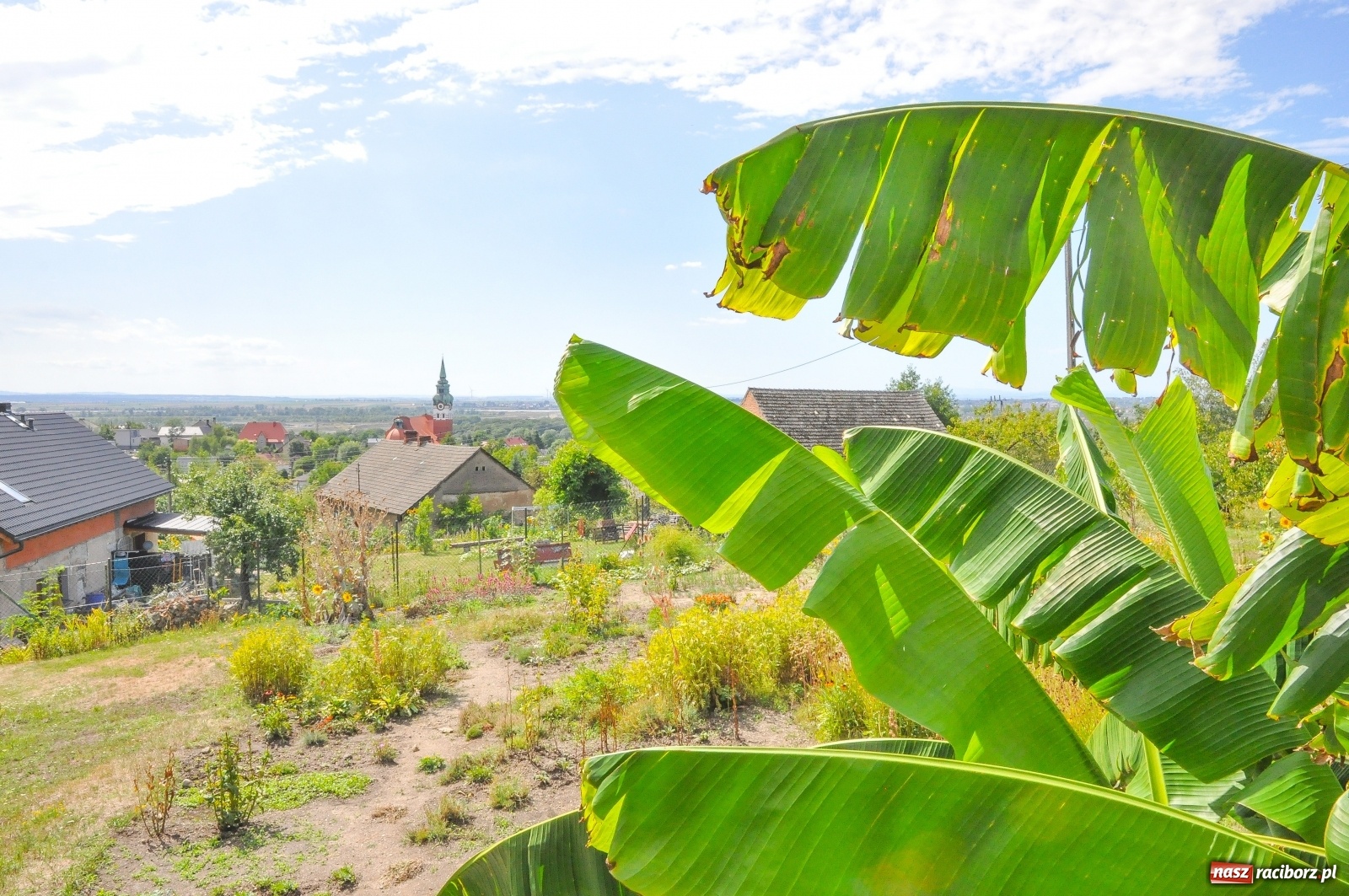 Zdjęcie w galerii na portalu naszraciborz.pl: W Raciborzu owocują...bananowce [FOTO] wiadomości z regionu