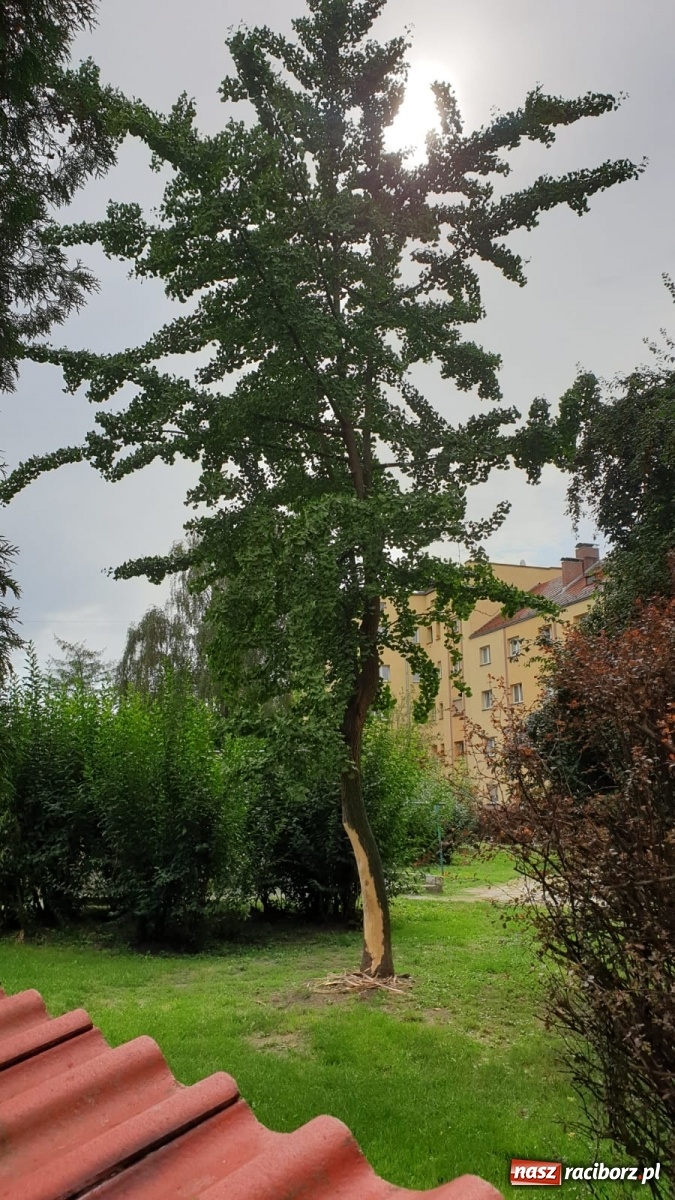 Zdjęcie w galerii na portalu naszraciborz.pl: Komu przeszkadza to drzewo? wiadomości z regionu